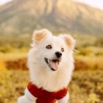 Cute Pets - Adorable small dog in a red shirt sitting outdoo #10641097