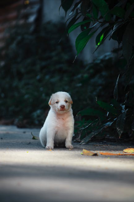 Cute Pets - Charming white puppy sitting on a sunlit path, s #11552591
