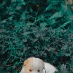 Cute Pets - A cute puppy lying down amidst lush green foliag #11552621