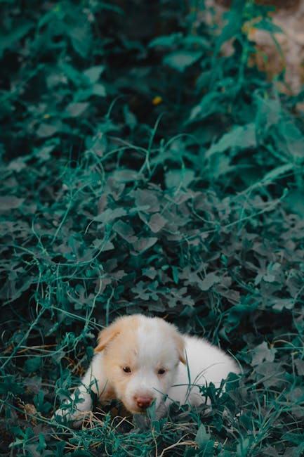 Cute Pets - A cute puppy lying down amidst lush green foliag #11552621