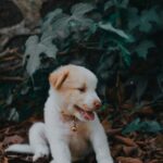 Cute Pets - Cute puppy with a collar sitting on fallen leave #11596515
