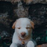 Cute Pets - A cute puppy with a bell collar sleeping peacefu #11596520