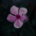 Flowers & Plants - Beautiful purple Madagascar periwinkle flower in #11782191