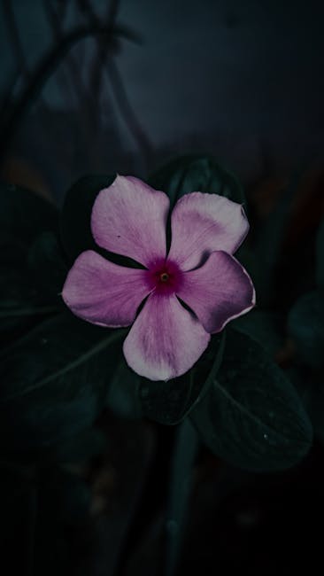 Flowers & Plants - Beautiful purple Madagascar periwinkle flower in #11782191