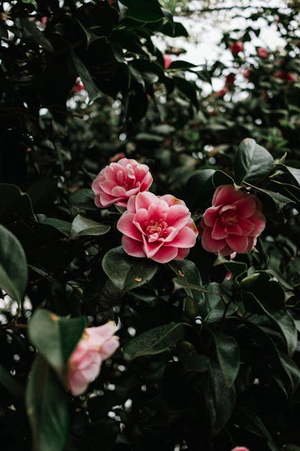 Flowers & Plants - A close-up view of vibrant pink camellia flowers #11788735
