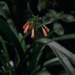 Flowers & Plants - A macro shot of fresh orange flower buds with de #13684830