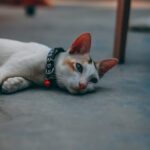 Cute Pets - Close-up of a cute domestic cat with a collar ly #15559920