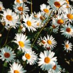 Flowers & Plants - A stunning close-up of white daisies in full blo #17155436