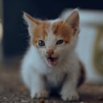 Cute Pets - Cute ginger and white kitten meowing while sitti #17457972