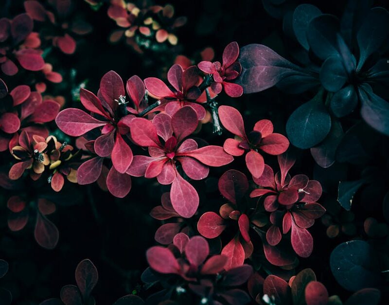 Flowers & Plants - Intimate close-up of vibrant red and green leave #17484774