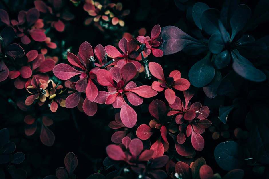 Flowers & Plants - Intimate close-up of vibrant red and green leave #17484774