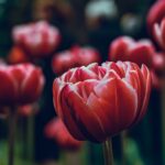 Flowers & Plants - A stunning close-up of a vibrant red tulip in fu #2537633