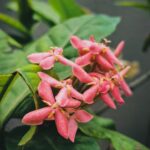 Flowers & Plants - Vibrant pink Ixora coccinea flowers in bloom wit #26547019