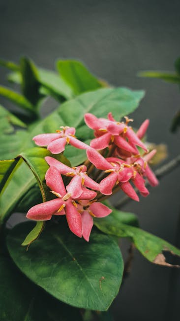 Flowers & Plants - Vibrant pink Ixora coccinea flowers in bloom wit #26547019