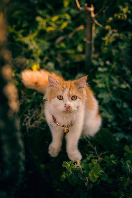 Cute Pets - A fluffy Persian cat with orange and white fur s #29094880