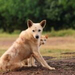 Cute Pets - A dog and cat in an outdoor setting, showcasing #29357039