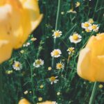 Flowers & Plants - A vibrant display of yellow tulips and white dai #31880960