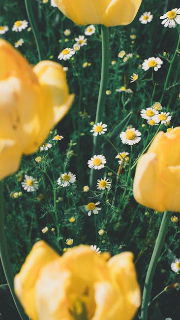 Flowers & Plants - A vibrant display of yellow tulips and white dai #31880960