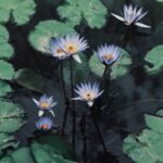 Flowers & Plants - Tranquil scene of vibrant purple water lilies bl #32250878