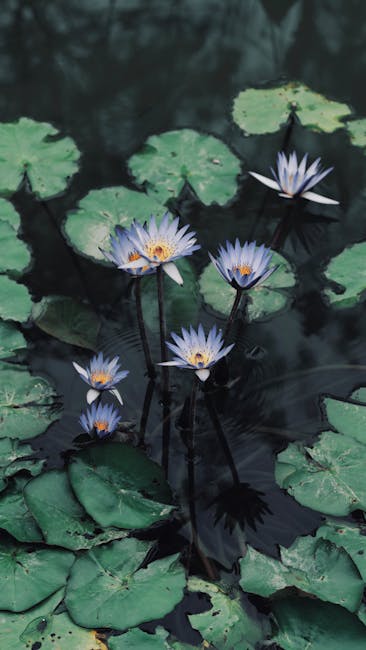 Flowers & Plants - Tranquil scene of vibrant purple water lilies bl #32250878