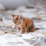 Cute Pets - A cute calico kitten gently grooming itself whil #32595481