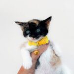 Cute Pets - Adorable calico kitten with a yellow collar held #32681644