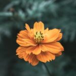 Flowers & Plants - Detailed close-up of a vibrant orange cosmos flo #33694732