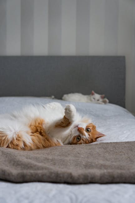 Cute Pets - A fluffy ginger cat lounging casually on a bed, #35620581
