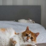 Cute Pets - Ginger and white cats lounging on a bed in a coz #35620586