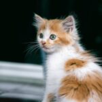 Cute Pets - Cute ginger and white kitten with green eyes sit #35749465