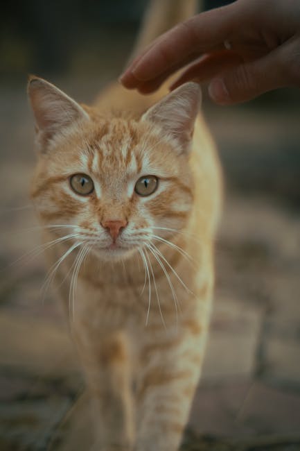 Cute Pets - Close-up of a ginger cat being petted outdoors, #35845924