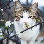 Cute Pets - Charming blue-eyed cat sniffing blossoms, amidst #36546206