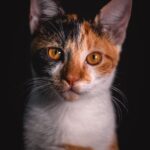 Cute Pets - Close-up portrait of a calico cat with striking #3777620