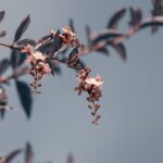 Flowers & Plants - Tree branch with thin stalk and small blossoming #3877944