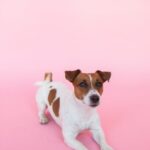 Cute Pets - A Jack Russell Terrier lying down playfully on a #5264110