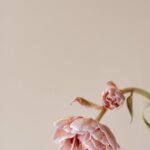 Flowers & Plants - Soft focus photograph of a pink peony flower on #7292003
