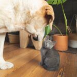Cute Pets - Cute Labrador dog meeting a small gray kitten in #7527370