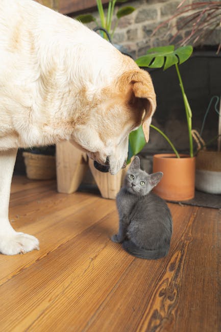 Cute Pets - Cute Labrador dog meeting a small gray kitten in #7527370