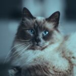 Cute Pets - Beautiful Birman cat with striking blue eyes and #8736766