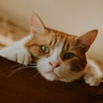 Cute Pets - Cute ginger cat resting on a wooden surface indo #9289036