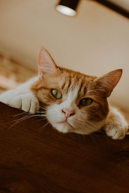 Cute Pets - Cute ginger cat resting on a wooden surface indo #9289036