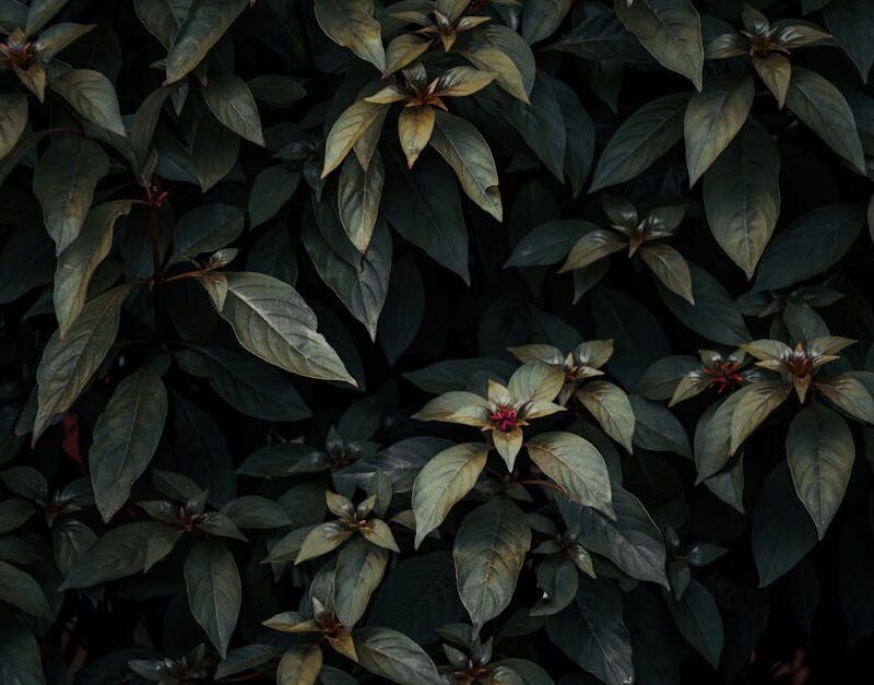 Flowers & Plants - Close-up of lush tropical foliage with dark gree #9660579